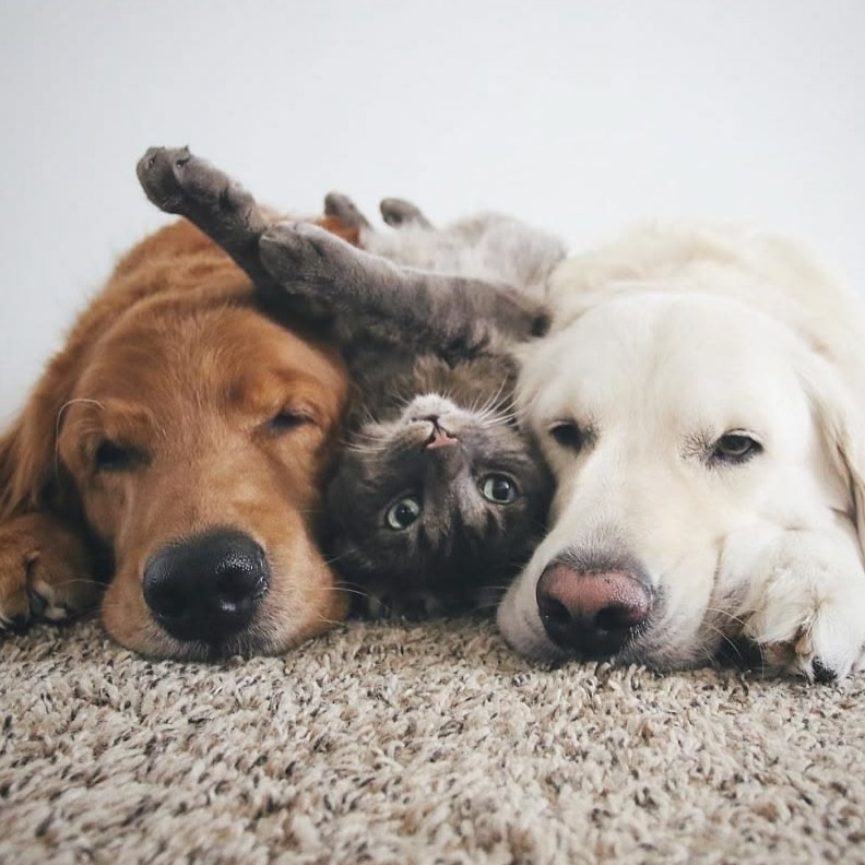 Filmes de Pet: 10 Histórias Emocionantes Para Quem Ama Animais