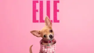 Reprodução: Imagem do poster de divulgação de 